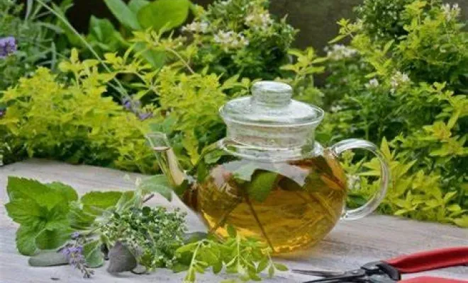 Comment bien préparer son bien-être en hiver avec la naturopathie ?, Porto-Vecchio, Cabinet Fleur de Vie